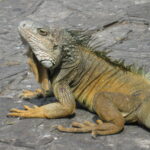 Ecuador2010210 Ecuador2010210